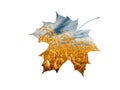 ripe corn on field inside a maple leaf Royalty Free Stock Photo
