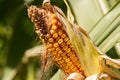 Ripe corn in the field.Nature Royalty Free Stock Photo