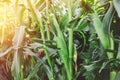 ripe corn field in sunset Royalty Free Stock Photo
