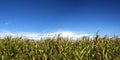 Ripe corn field under sky