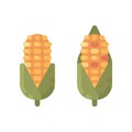 Ripe corn flat icons. Autumn harvest