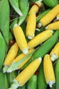 Ripe corn - food background