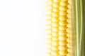 Ripe corn grains on cob. White background. Closeup isolated macro Royalty Free Stock Photo