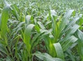 Ripe corn green field, farm landscape. Young corn plant.