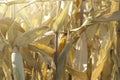 Ripe corn Royalty Free Stock Photo