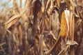 Ripe corn for harvest, yellow ear of corn with dry grains on stalk in cultivated agricultural plantation