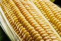 Ripe corn heads with corn whiskers and leaves Royalty Free Stock Photo