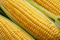 Ripe corn heads with corn whiskers and leaves Royalty Free Stock Photo