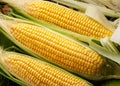 Ripe corn heads with corn whiskers and leaves Royalty Free Stock Photo