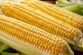 Ripe corn heads with corn whiskers and leaves Royalty Free Stock Photo