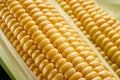 Ripe corn heads with corn whiskers and leaves Royalty Free Stock Photo