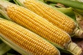 Three ripe corn heads with corn whiskers and leaves.