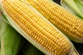 Ripe corn heads with corn whiskers and leaves