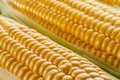 Ripe corn heads with corn whiskers and leaves Royalty Free Stock Photo
