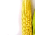 Ripe corn kernels on the cob on a white background Royalty Free Stock Photo