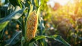 The ripe corn on plant.AI generated image Royalty Free Stock Photo