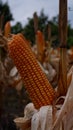 Ripe corn ready to harvested Royalty Free Stock Photo