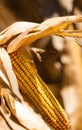 Ripe corn on stalk in field before harvest Royalty Free Stock Photo