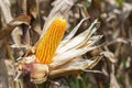 ripe corn on stalk Royalty Free Stock Photo