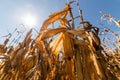 Ripe corn on stalk in field before harvest Royalty Free Stock Photo