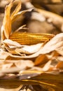 Ripe corn on stalk in field before harvest Royalty Free Stock Photo