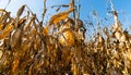 Ripe corn on stalk in field before harvest Royalty Free Stock Photo