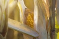 Ripe corn Royalty Free Stock Photo