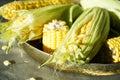 Ripe corn in a tray on a gray background. Close-up