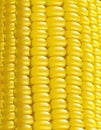 Ripe corn. Vector illustration macro.