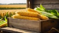 Ripe corn in a wooden box against the harvest of a farming organic natural season