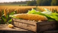 Ripe corn in a wooden box autumn the harvest of a farming organic natural season