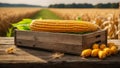 Ripe corn in a wooden box autumn the outdoor of a farming organic natural season