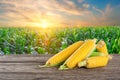 Ripe corn on table against background of cornfield Royalty Free Stock Photo