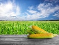 Ripe corn on wooden table in the background of cornfield during Royalty Free Stock Photo