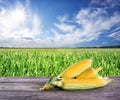 Ripe corn on wooden table in the background of cornfield Royalty Free Stock Photo