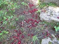 Ripe cornelian cherries fallen from the tree