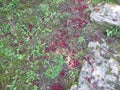 Ripe cornelian cherries fallen from the tree