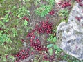 Ripe cornelian cherries fallen from the tree