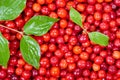 Ripe cornelian cherry Royalty Free Stock Photo