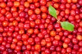 Ripe cornelian cherry Royalty Free Stock Photo