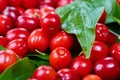 Ripe cornelian cherry Royalty Free Stock Photo