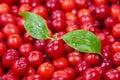 Ripe cornelian cherry Royalty Free Stock Photo