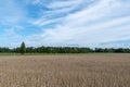 a ripe cornfield, blue sky and green meadow and trees on the horizon Royalty Free Stock Photo