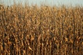 Ripe cornstalks Royalty Free Stock Photo