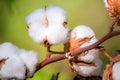 Ripe cotton balls on branch Royalty Free Stock Photo