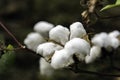 Ripe cotton boll