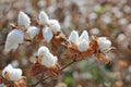 Ripe cotton bolls on branch