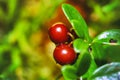 Ripe cowberries with leaves in forest after rain Royalty Free Stock Photo