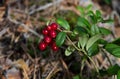 Ripe cowberry against the fallen needles Royalty Free Stock Photo