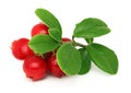 Ripe cowberry with green leaves isolated